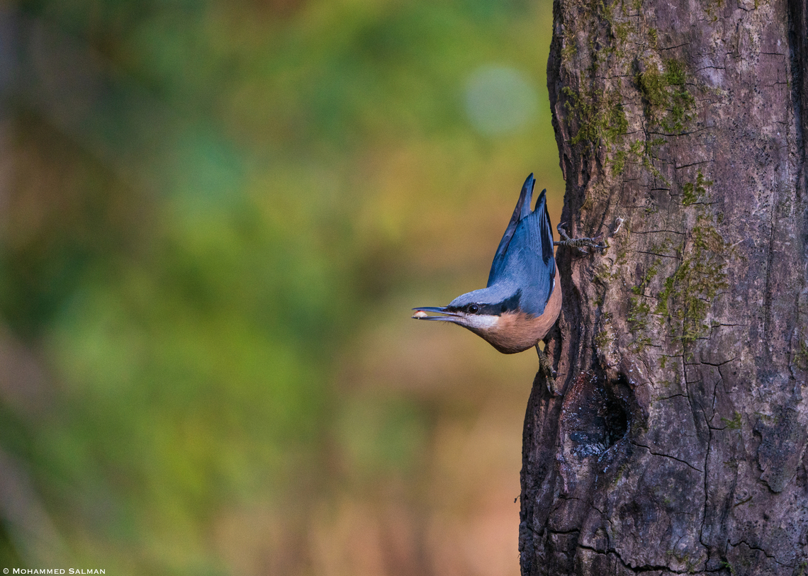 Indian nuthatch female || Sattal || Feb 2022 Indian nuthatch,Sitta castanea