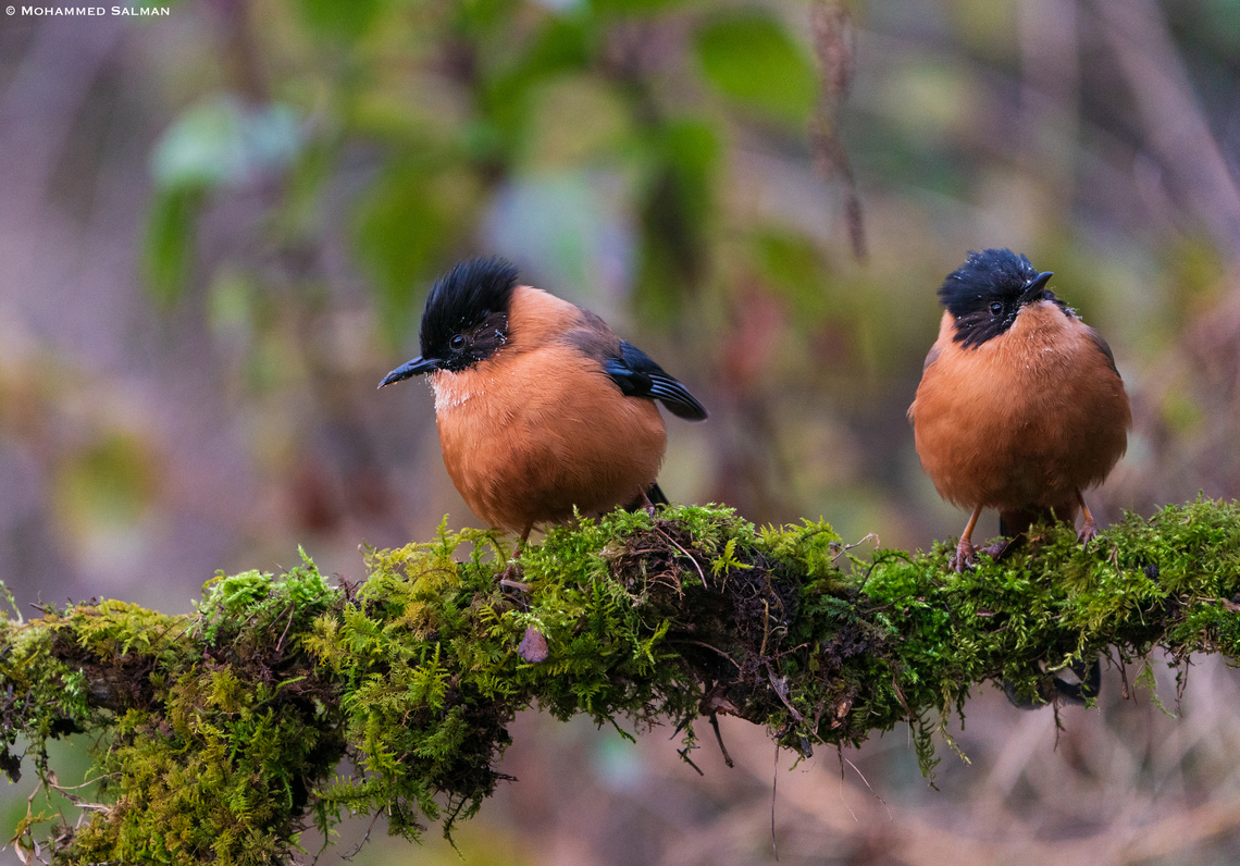 Rufous Sibia pair || SATTAL || FEB 2022<br />
<br />
 Heterophasia capistrata,Rufous sibia