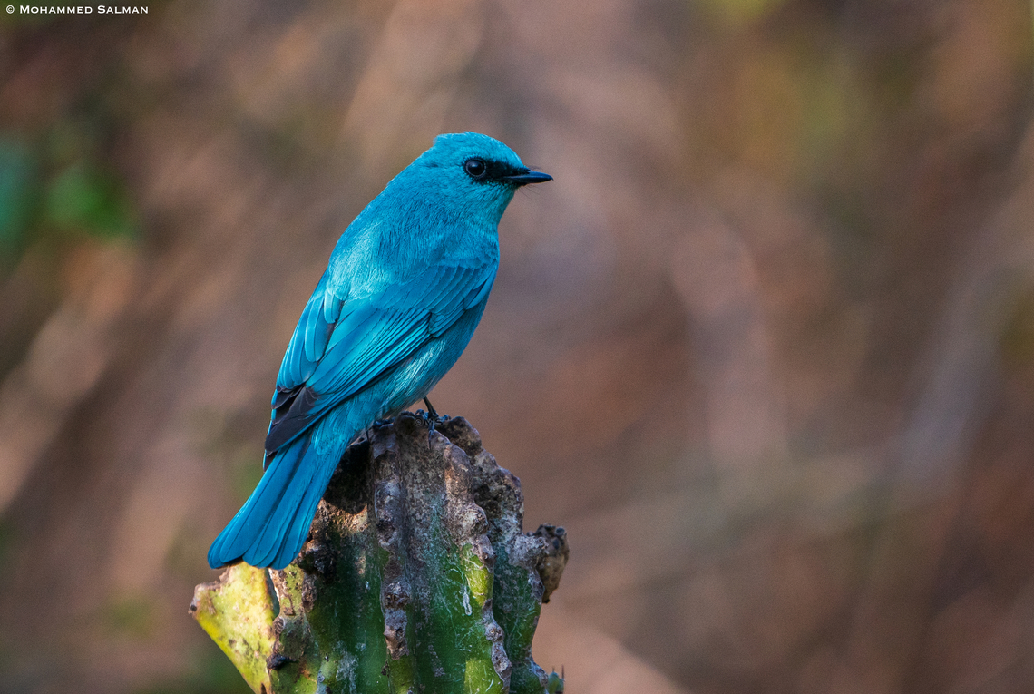 Verditer flycatcher || Sattal || Feb 2022 Eumyias thalassinus,Verditer Flycatcher