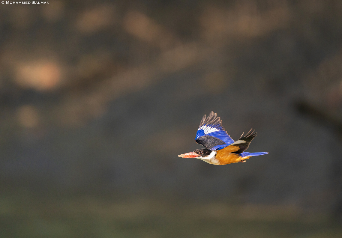 Black-capped Kingfisher in flight || Sunderbans || Dec 2022<br />
 Black-capped kingfisher,Halcyon pileata
