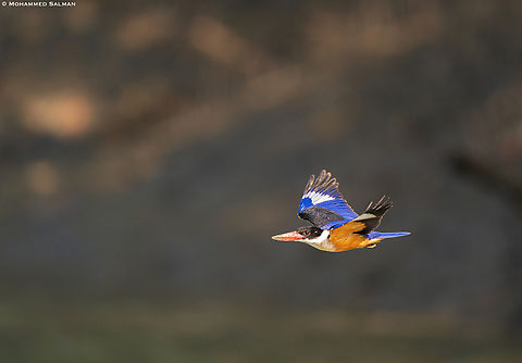 Black-capped Kingfisher in flight || Sunderbans || Dec 2022
 Black-capped kingfisher,Halcyon pileata