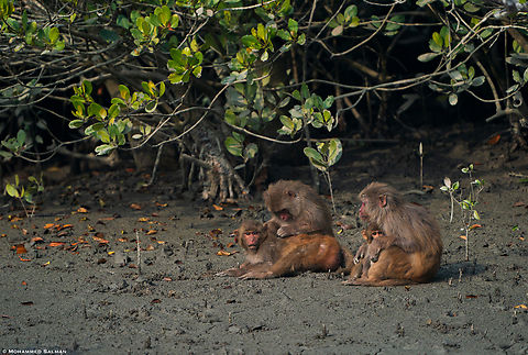 Rhesus macaque || Sunderbans || Dec 2020 Macaca mulatta,Rhesus macaque