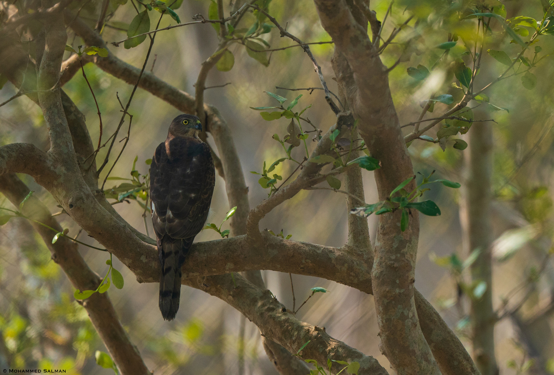 Shikra || SUNDERBANS || DEC 2022 Accipiter badius,Shikra