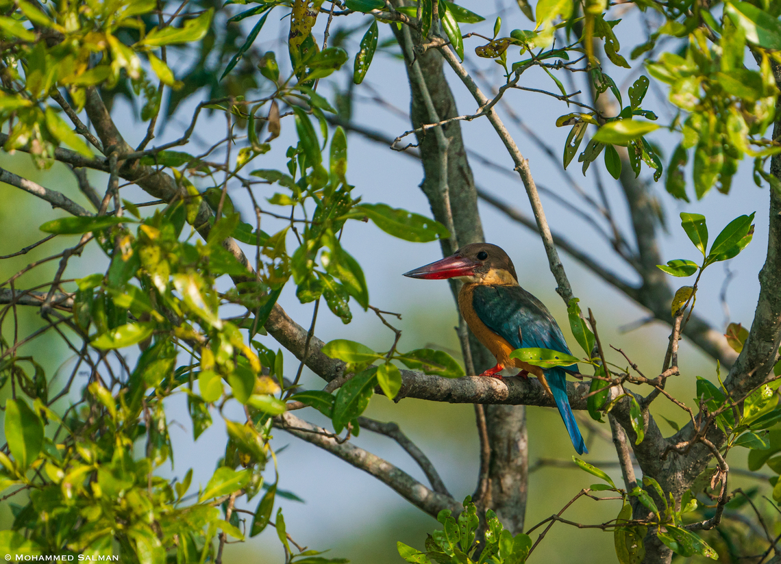 Stork-billed kingfisher || Sunderbans || Dec 2020<br />
 Pelargopsis capensis,Stork-billed Kingfisher
