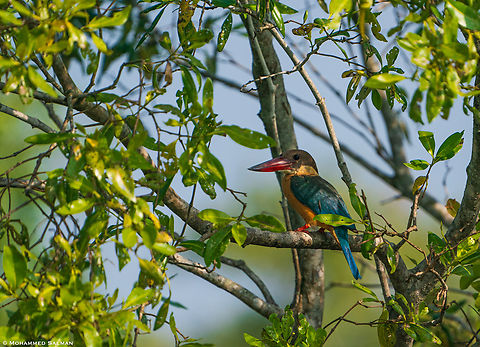 Stork-billed kingfisher || Sunderbans || Dec 2020
 Pelargopsis capensis,Stork-billed Kingfisher