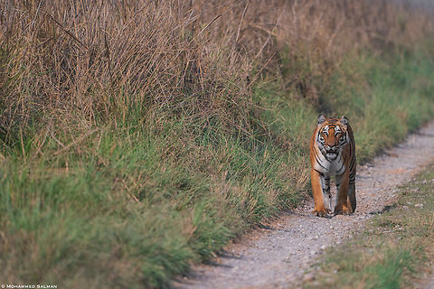 Tiger || Dhikala, Corbett || March 2021
 Bengal tiger,Panthera tigris tigris