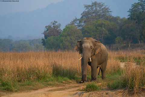 An elephant from Corbett || March 2021
 Asian elephant,Elephas maximus