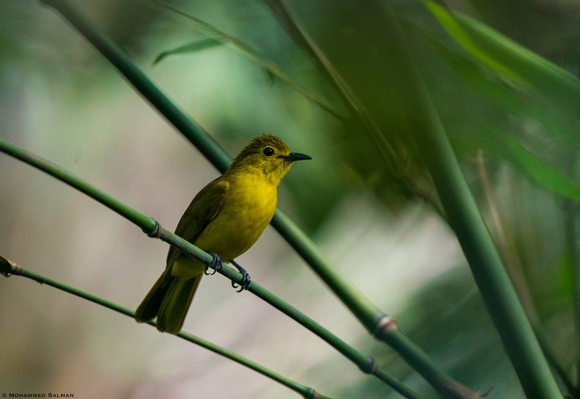 Yellow-browed bulbul || Kalpetta, Wayanad || Dec 2022 Acritillas indica,Yellow-browed bulbul