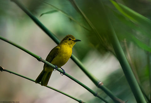 Yellow-browed bulbul || Kalpetta, Wayanad || Dec 2022 Acritillas indica,Yellow-browed bulbul