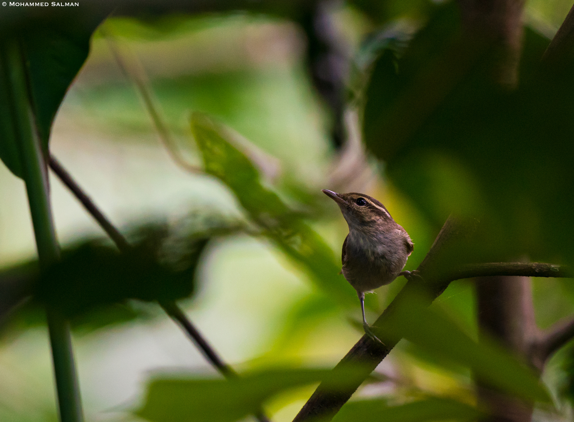 Greenish warbler || Kalpetta, Wayanad || Dec 2022 Greenish warbler,Phylloscopus trochiloides