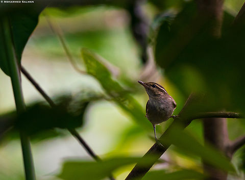 Greenish warbler || Kalpetta, Wayanad || Dec 2022 Greenish warbler,Phylloscopus trochiloides