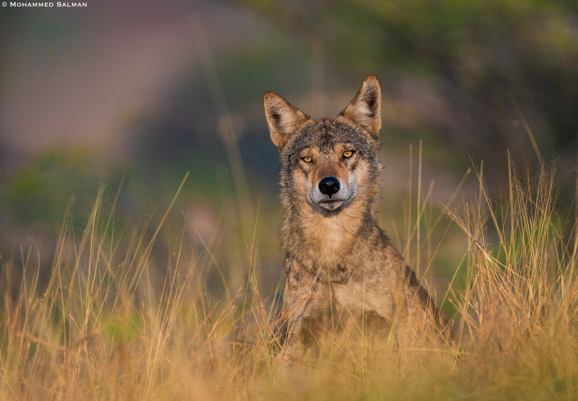 Indian Wolf || Bhigwan grasslands, Pune district || Dec 2022 Canis lupus pallipes,Indian wolf