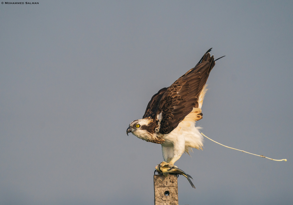 "Os-spray" || Kumbhargaon bird sanctuary, Pune district || Dec 2022 Osprey,Pandion haliaetus