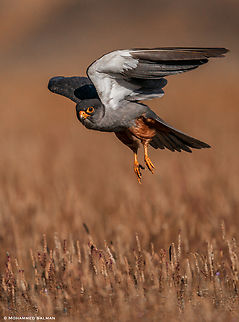 Amur falcon freeze || Bhushi Dam, Pune district || Dec 2022 Amur falcon,Falco amurensis