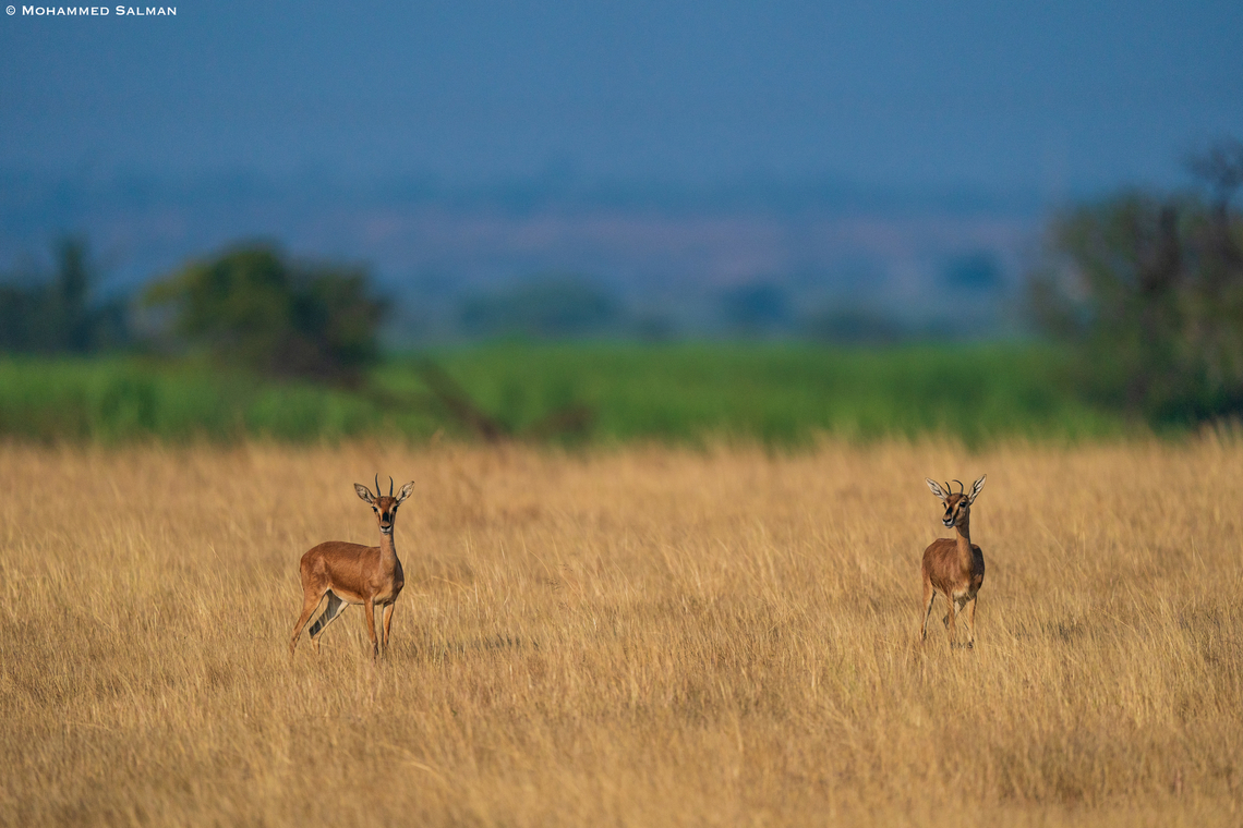 Chinkara || Bhigwan grasslands, Pune district || Dec 2022<br />
 Chinkara,Gazella bennettii