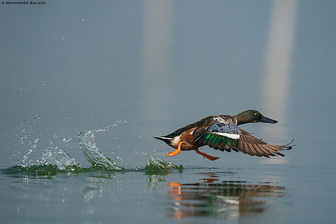 Run on water, Northern shoveler || Kumbhargaon bird sanctuary, Pune district || Dec 2022
 Anas clypeata,Northern Shoveler