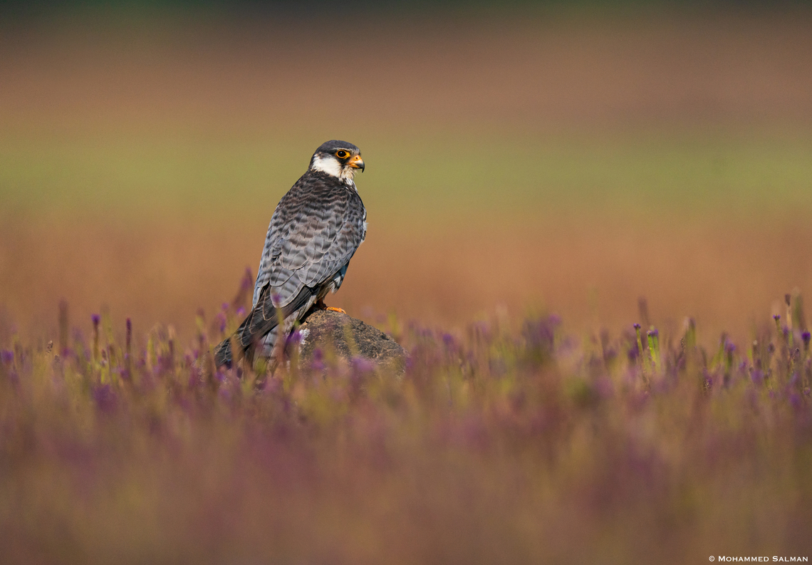 Amur falcon female || Bhushi Dam, Pune district || Dec 2022<br />
 Amur falcon,Falco amurensis