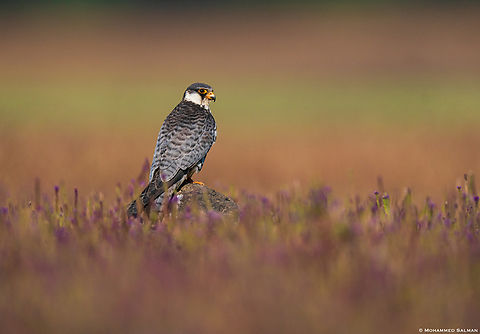 Amur falcon female || Bhushi Dam, Pune district || Dec 2022
 Amur falcon,Falco amurensis