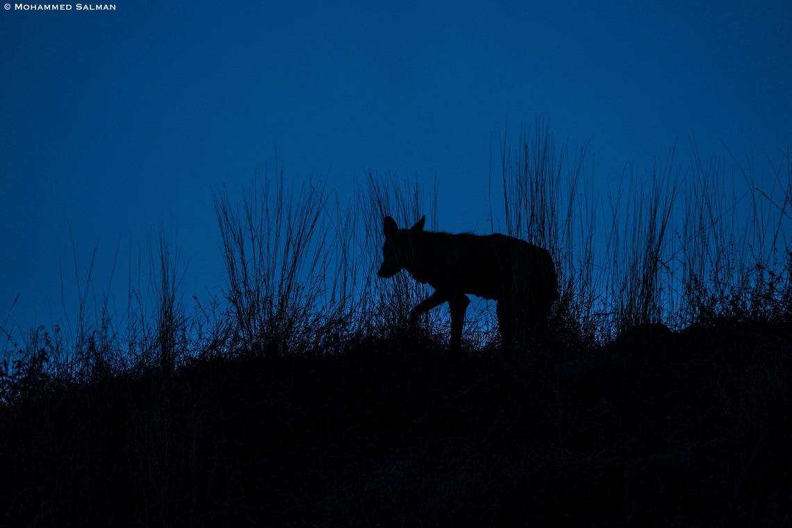 Wolf silhouette || Bhigwan grasslands, Pune district || Dec 2022 Canis lupus pallipes,Indian wolf
