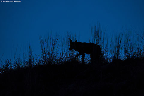 Wolf silhouette || Bhigwan grasslands, Pune district || Dec 2022 Canis lupus pallipes,Indian wolf