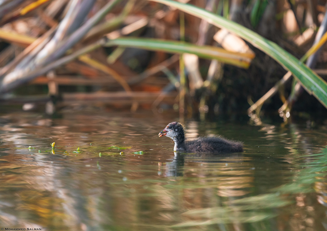 Eurasian coot chick || Kumbhargaon bird sanctuary, Pune district || Dec 2022 Eurasian coot,Fulica atra