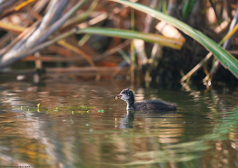 Eurasian coot chick || Kumbhargaon bird sanctuary, Pune district || Dec 2022 Eurasian coot,Fulica atra