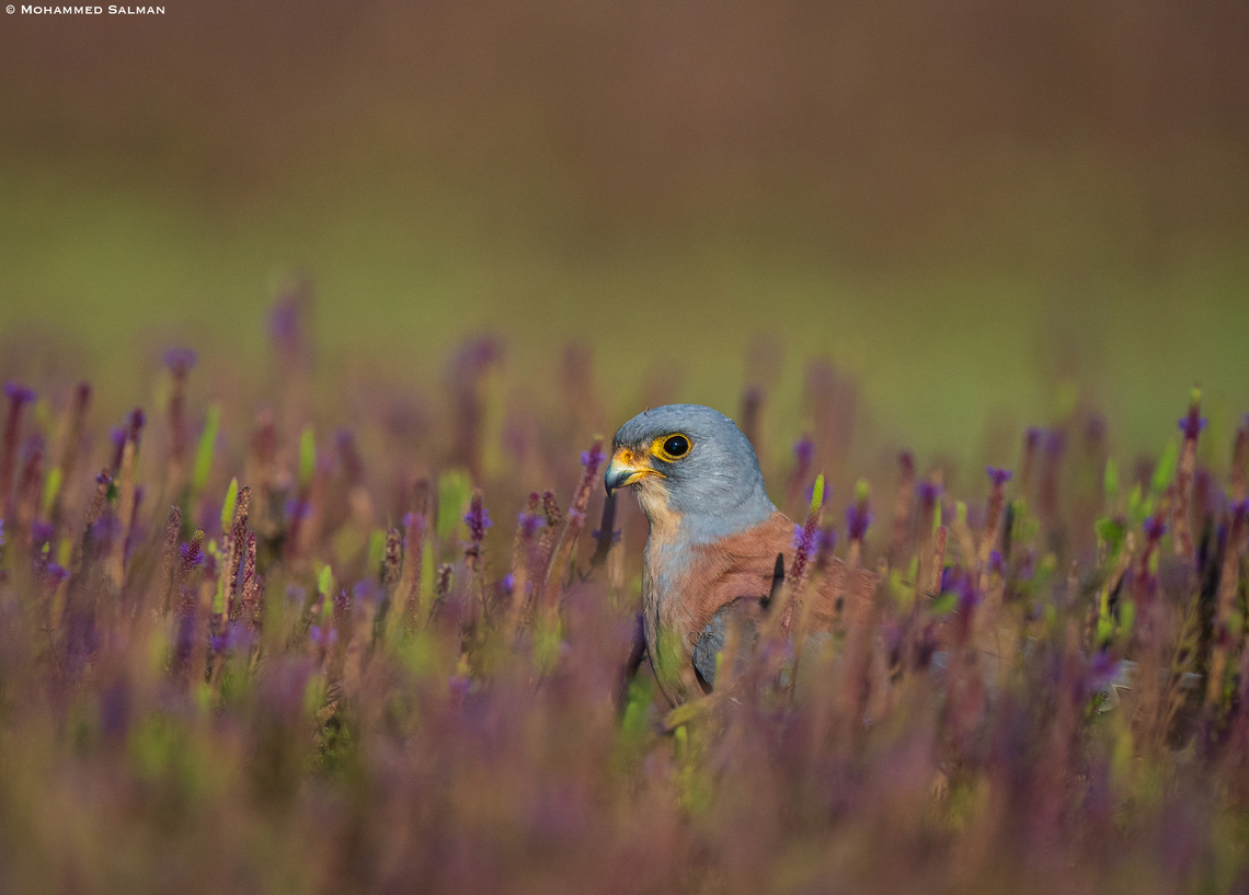 Lesser kestrel || Bhushi Dam, Pune district || Dec 2022<br />
 Falco naumanni,Lesser Kestrel