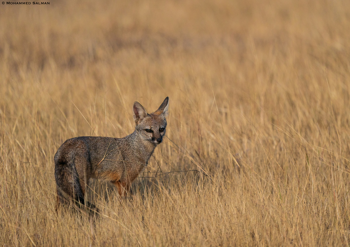Indian Fox || Bhigwan grasslands, Pune district || Dec 2022<br />
 Bengal fox,Vulpes bengalensis