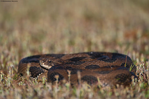Russell's Viper || Bhushi Dam, Pune district || Dec 2022 Daboia russelii,Russells viper