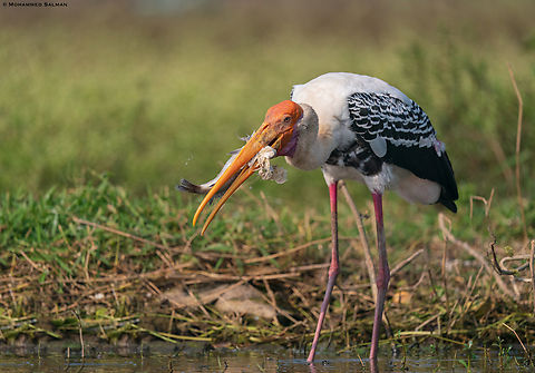 Painted stork fishing || Kumbhargaon bird sanctuary, Pune district || Dec 2022
 Mycteria leucocephala,Painted Stork