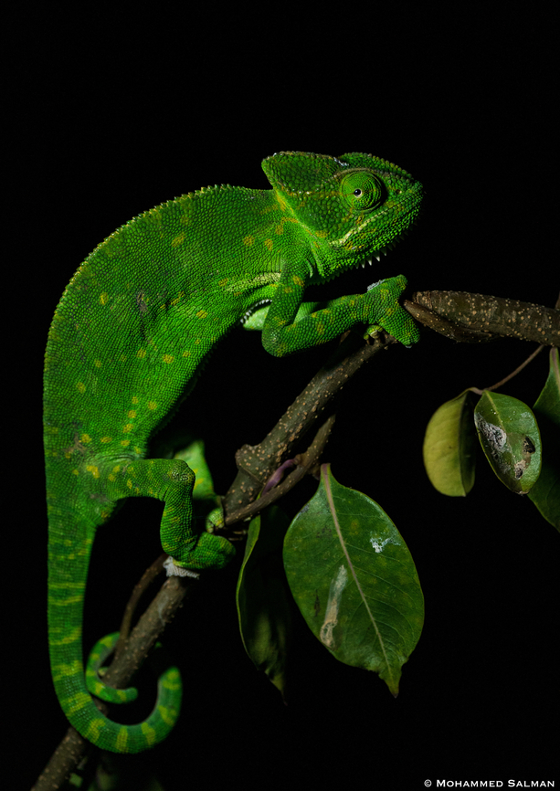 Indian chameleon || Bhigwan grasslands, Pune district || Dec 2022<br />
 Chamaeleo zeylanicus,Indian chameleon