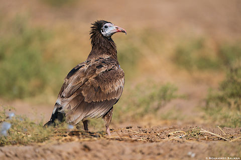 A juvenile Egyptian vulture || Desert National Park || Jan 2023 Egyptian Vulture,Neophron percnopterus