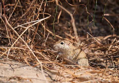 Indian desert jird || Desert National Park || Jan 2023 Indian desert jird,Meriones hurrianae