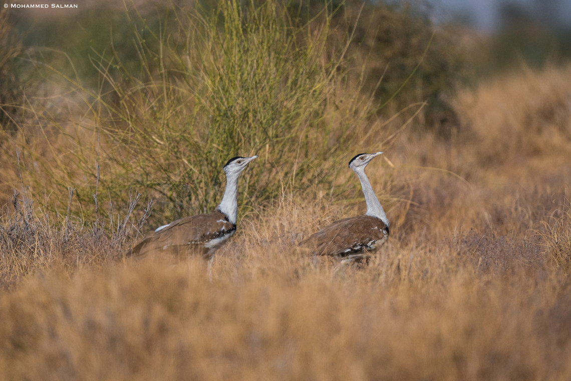 The Great Indian Bustard || Desert National Park || Jan 2023<br />
The Indian peacock is the national bird of India, but in 1962, when the choice of a national bird was under consideration, it was The Great Indian Bustard that was the leading candidate, it was ultimately dropped in favour of the Indian Peafowl and one reason cited for this switch was that the Bustard had the potential for being misspelt.<br />
Ardeotis nigriceps,Great Indian bustard