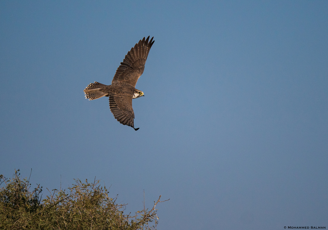 Laggar falcon in flight || Desert National Park || Jan 2023 Falco jugger,Laggar falcon