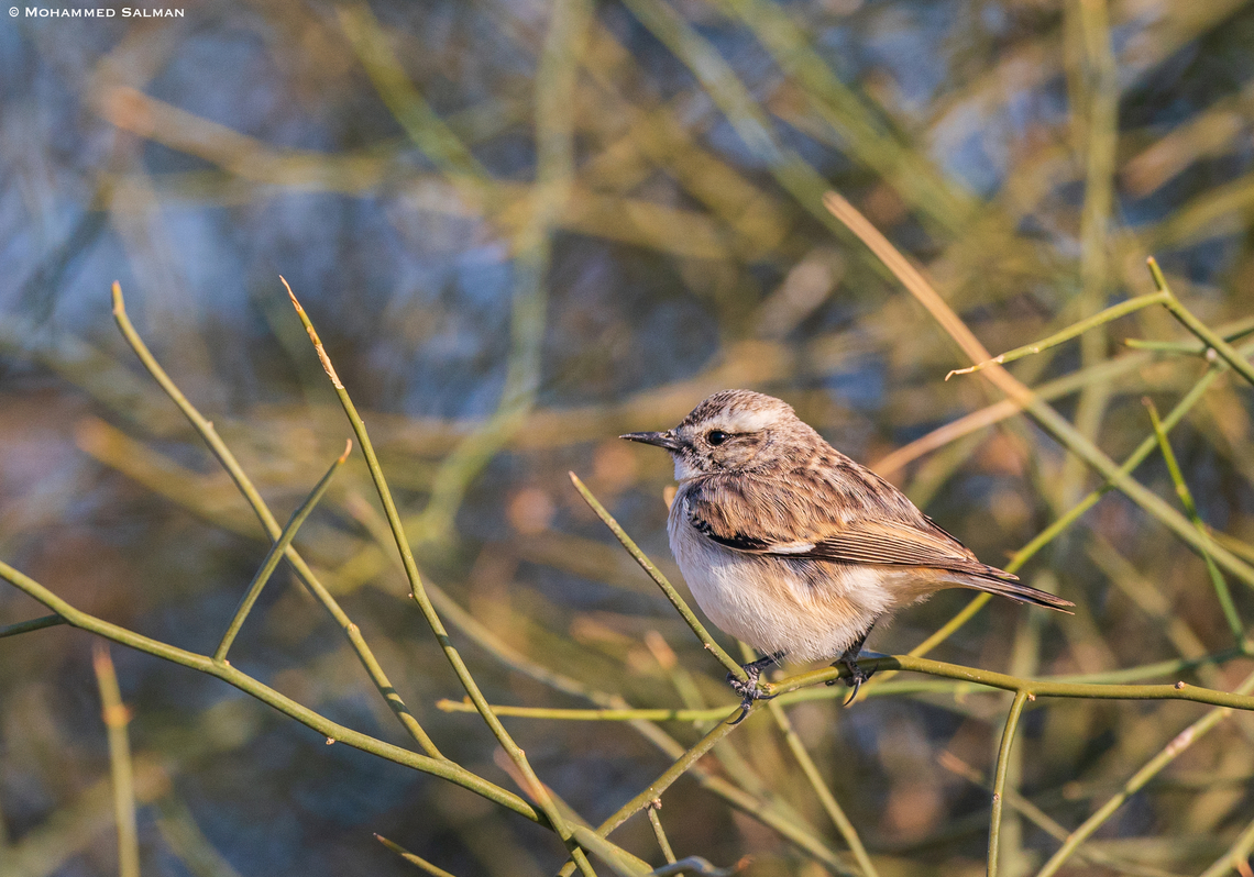 White-browed bush chat || Desert National Park || Jan 2023<br />
 Saxicola macrorhynchus,White-browed bush chat