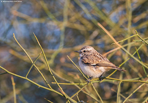White-browed bush chat || Desert National Park || Jan 2023
Saxicola macrorhynchus,White-browed bush chat