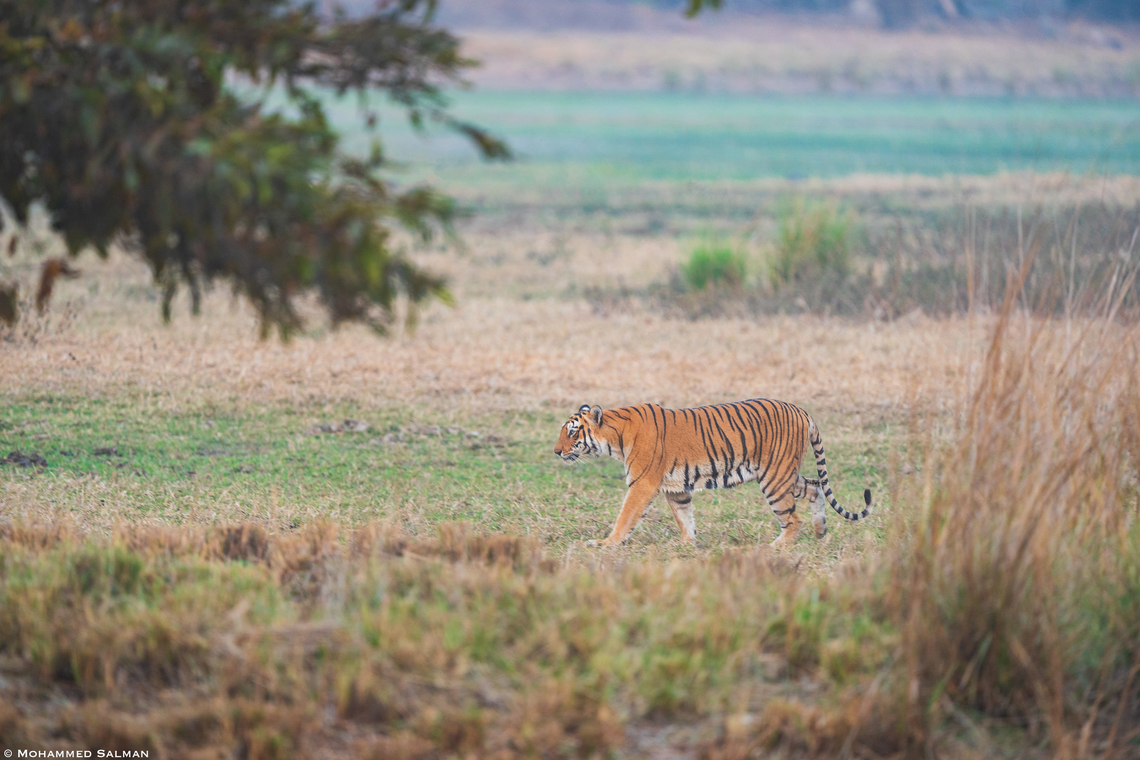 Tigress Bijli || Tadoba || Feb 2023<br />
 Bengal tiger,Panthera tigris tigris