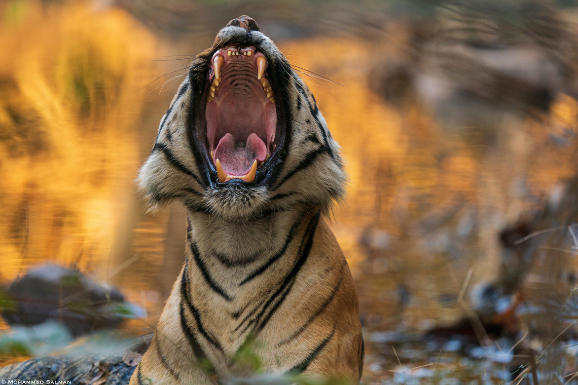 Yawn || Alizanza, Tadoba || Feb 2023 Bengal tiger,Panthera tigris tigris