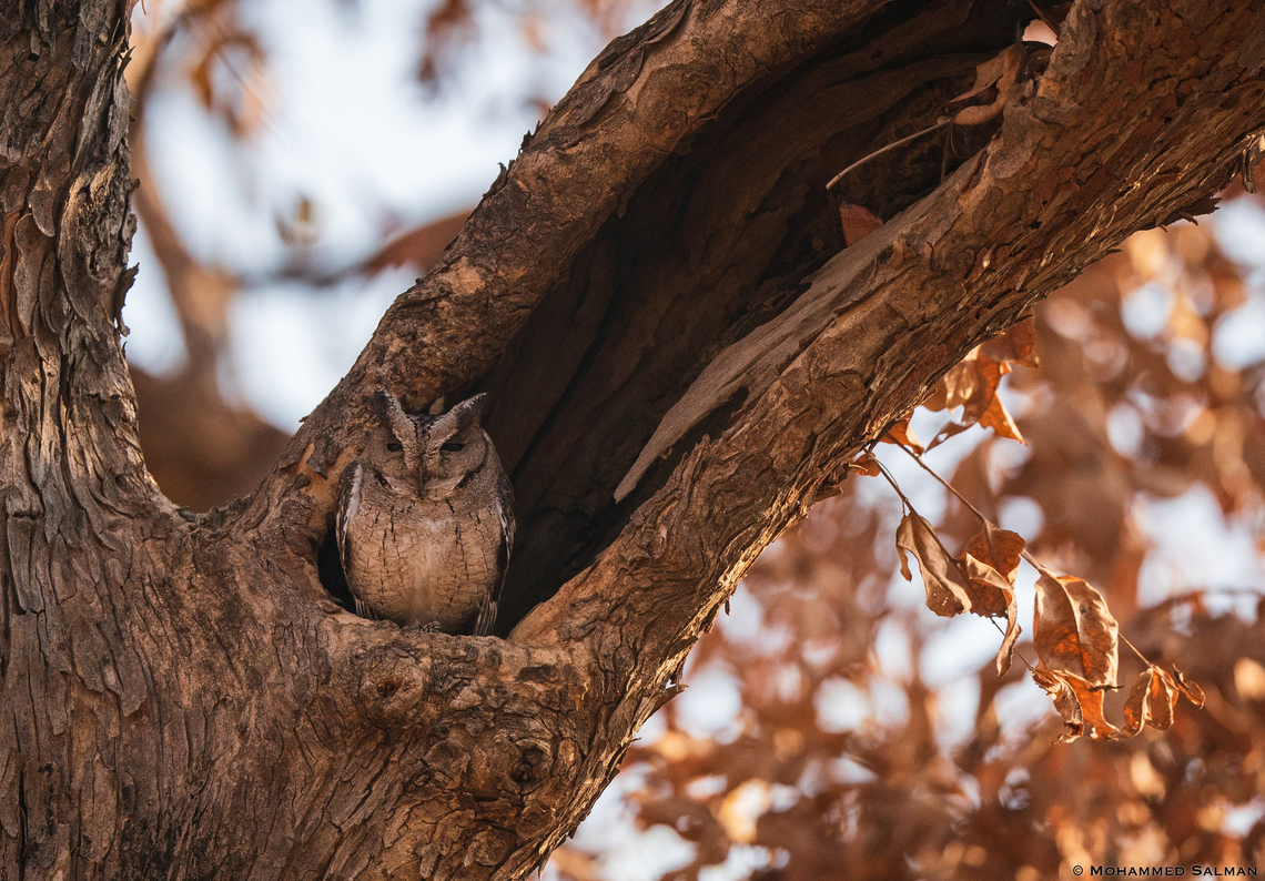 Indian Scops-Owl || Tadoba || Feb 2023<br />
 Indian scops owl,Otus bakkamoena
