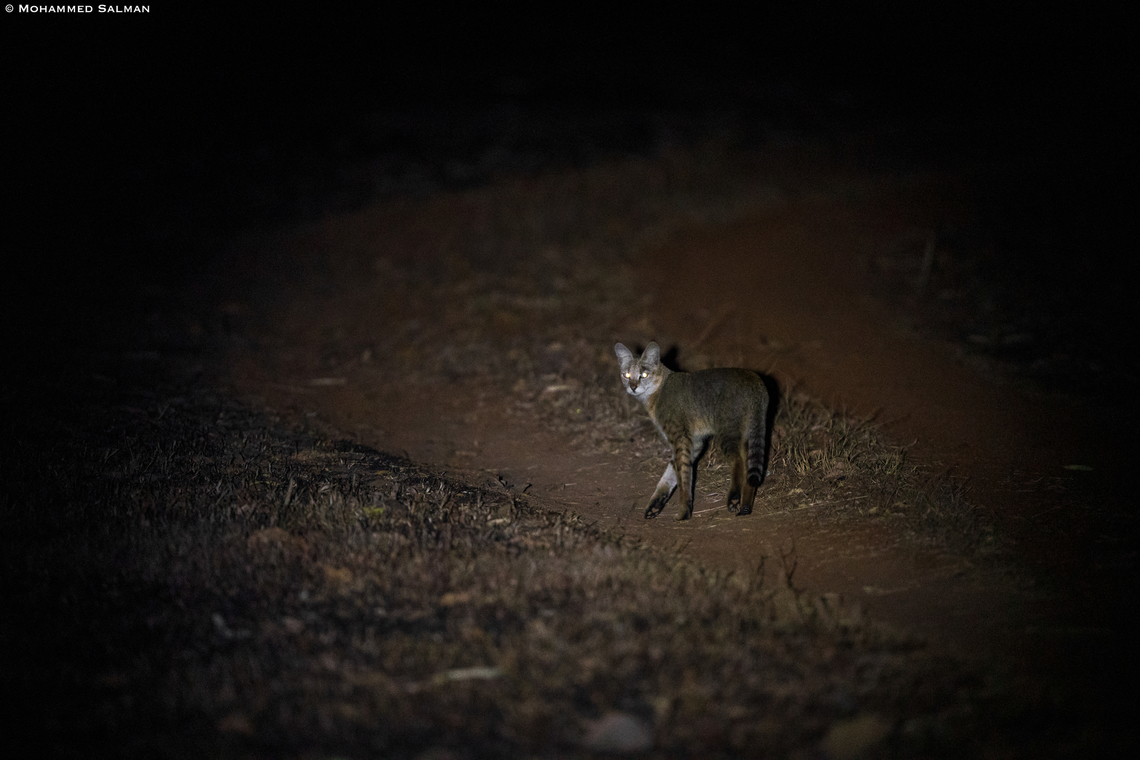 Jungle cat at night || Ramdegi, Tadoba || Feb 2023<br />
 Felis chaus,Jungle cat