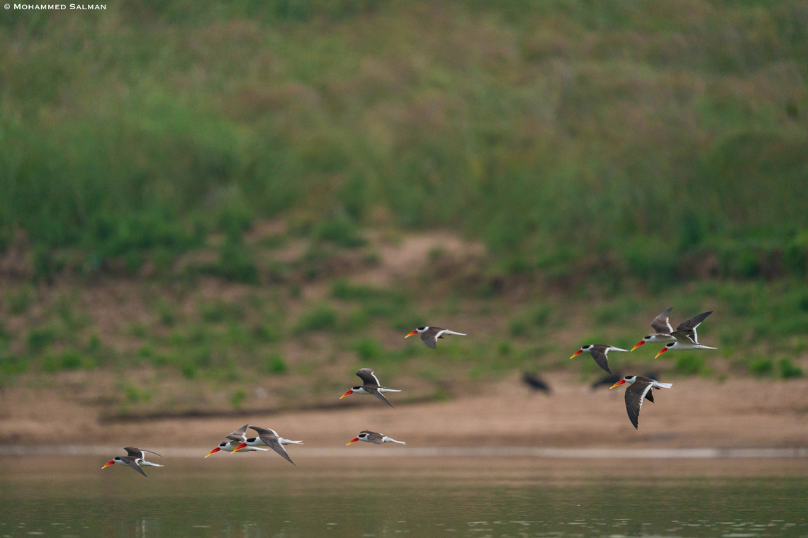 Indian skimmers in flight || National Chambal Sanctuary, Madhya Pradesh || Feb 2023<br />
 Indian skimmer,Rynchops albicollis