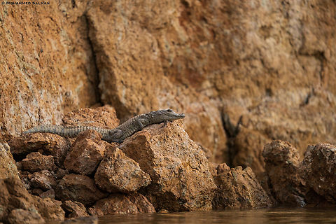 Marsh Crocodile habitat || National Chambal Sanctuary, Madhya Pradesh || Feb 2023 Crocodylus palustris,Mugger crocodile