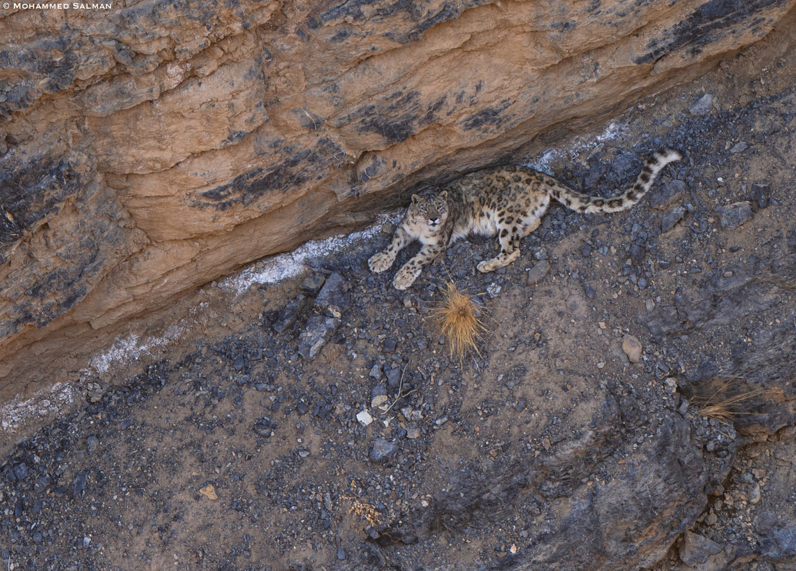 Snow leopard || Kibber || March 2023<br />
 Panthera Uncia,Snow leopard