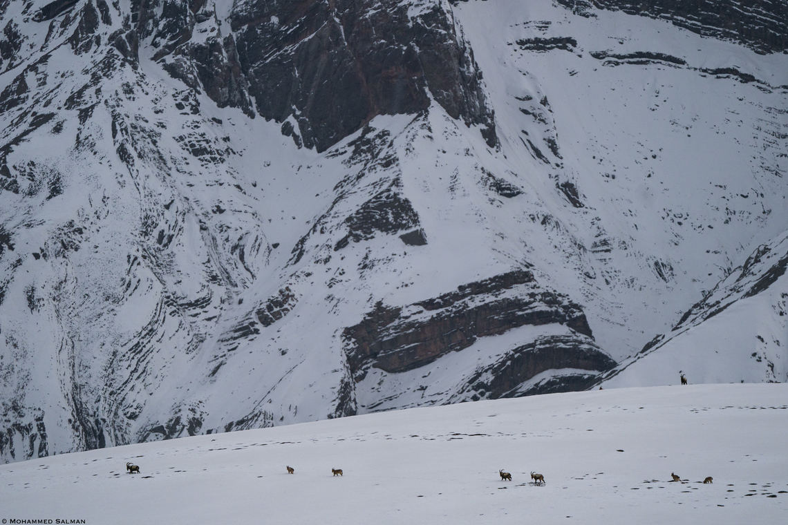 Habitat of the Ibex || Kibber || March 2023 Capra pyrenaica,Capra sibirica,Iberian ibex,Siberian ibex