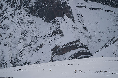 Siberian ibex