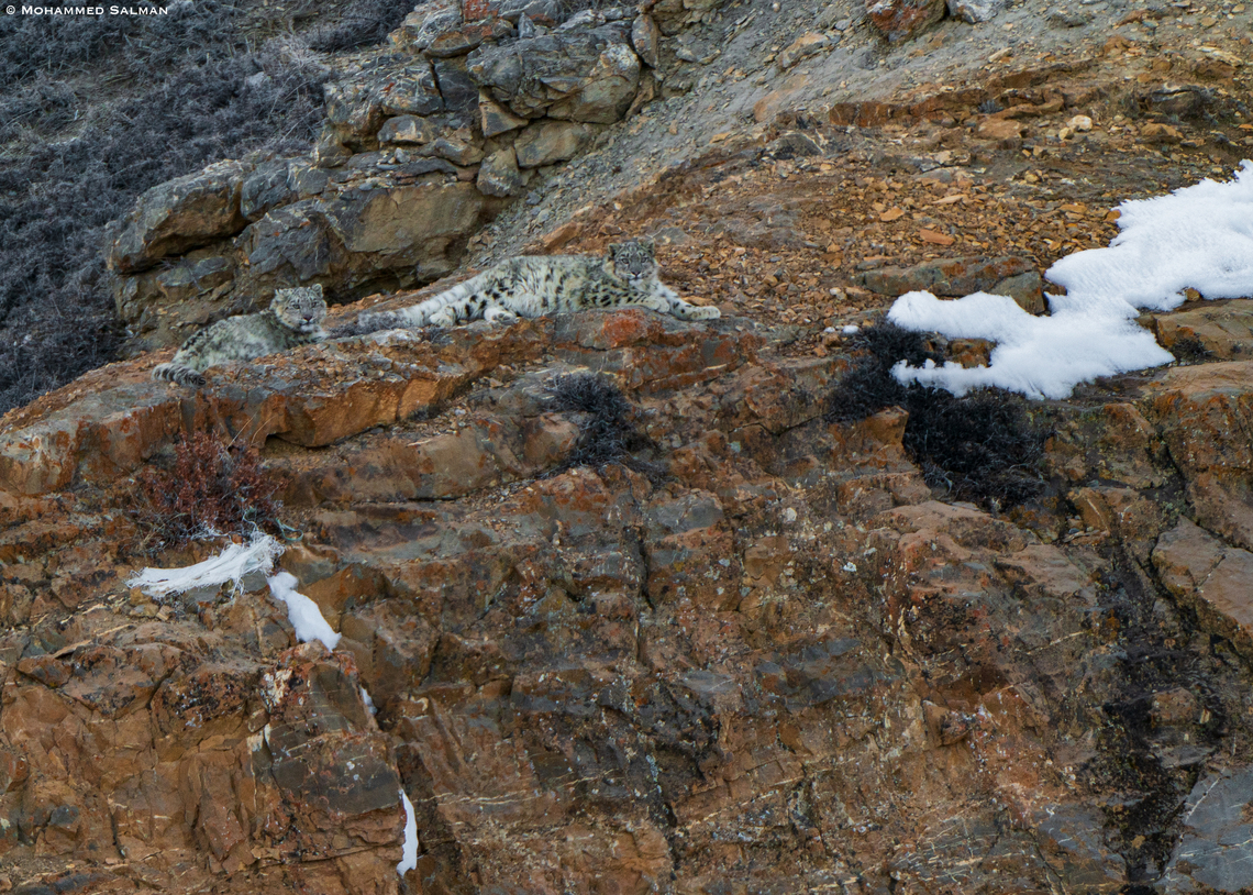Snow leopard Cubs || Kibber || March 2023<br />
 Panthera Uncia,Snow leopard