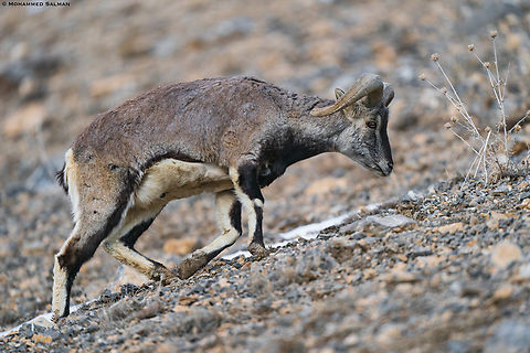 Bharal || Kibber || March 2023 Bharal (blue sheep),Pseudois nayaur