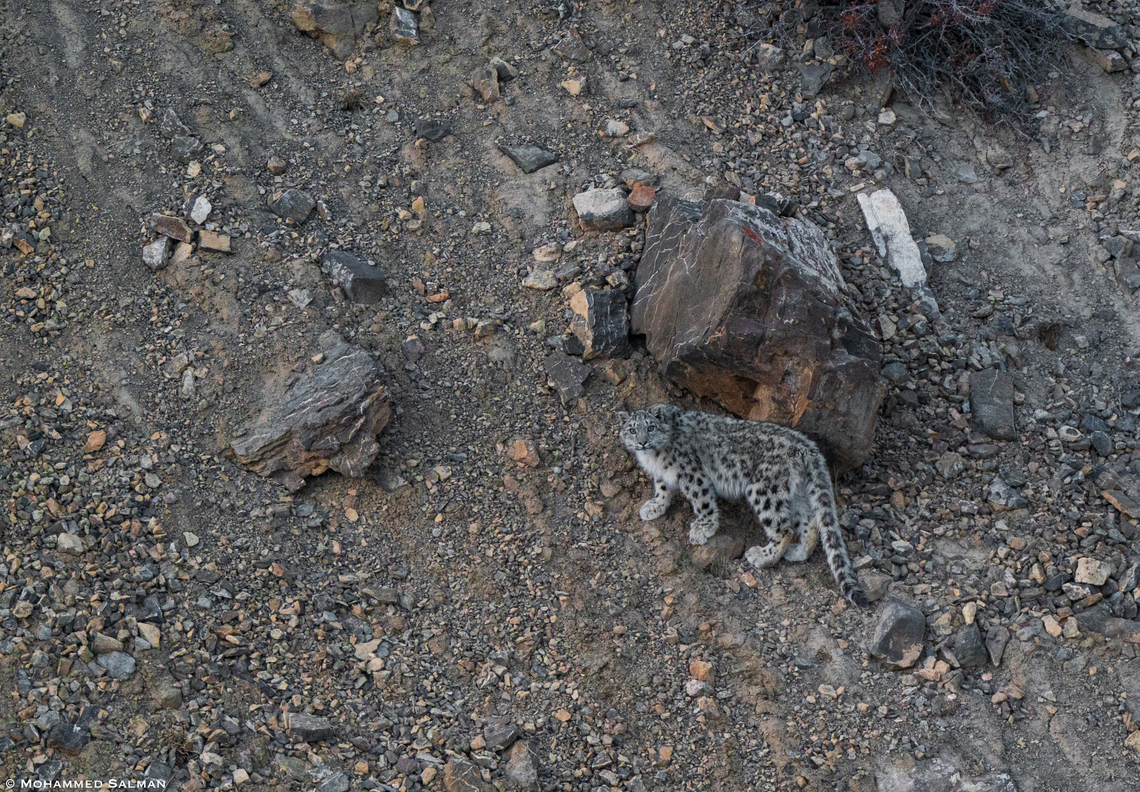 Snow leopard Cub || Kibber || March 2023<br />
 Panthera Uncia,Snow leopard