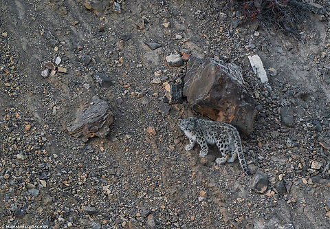 Snow leopard Cub || Kibber || March 2023
 Panthera Uncia,Snow leopard